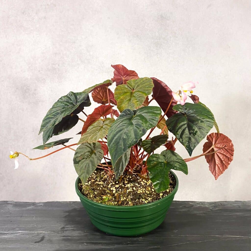 carnivorsandmore – Deine Quelle für seltene Pflanzen Begonia pavonina ''Cyan''