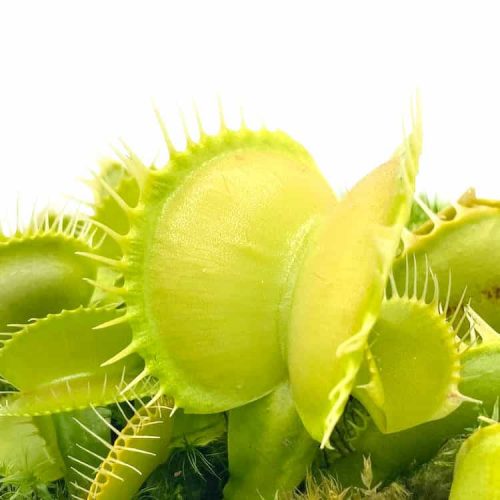 dQuUZxxIQEj0KqO3Fsrw.jpg dQuUZxxIQEj0KqO3Fsrw.jpg