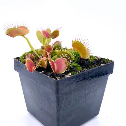 dVRyz567pLDjKLUp5dh2-1.jpg dVRyz567pLDjKLUp5dh2-1.jpg