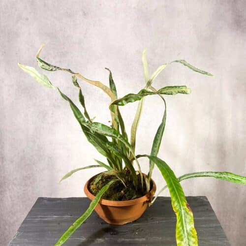 dercXtrBxXiqEZOwfhQ0.jpg dercXtrBxXiqEZOwfhQ0.jpg