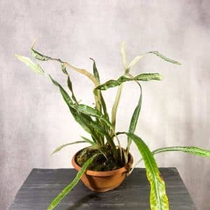 Pyrrosia decurrens