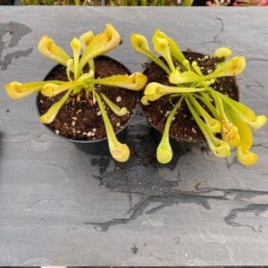 Sarracenia psittacina "Neon !"