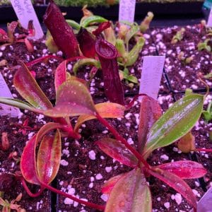 Nepenthes platychila x vogelii, 10-15 cm