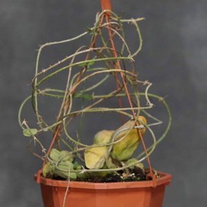 Dischidia major "Small Form", Sumatra