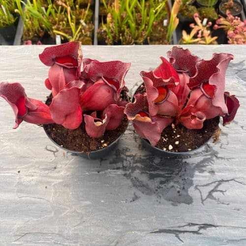 eGDwak6KO4fMpRdJ4RKM.jpg eGDwak6KO4fMpRdJ4RKM.jpg