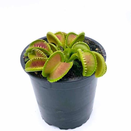 eHQL75yKT2fQdRNDlC7e.jpg eHQL75yKT2fQdRNDlC7e.jpg