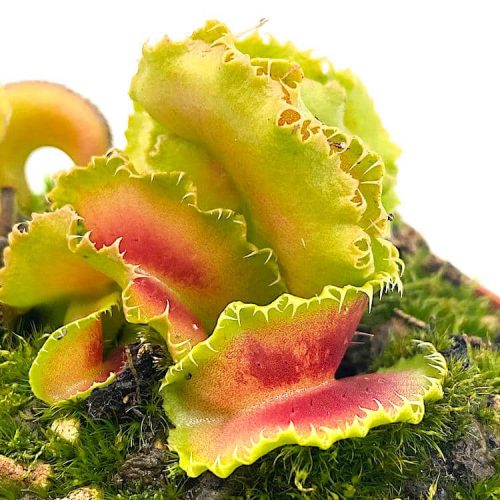 eKqtfD0a4NJi9tc98eYE.jpg eKqtfD0a4NJi9tc98eYE.jpg