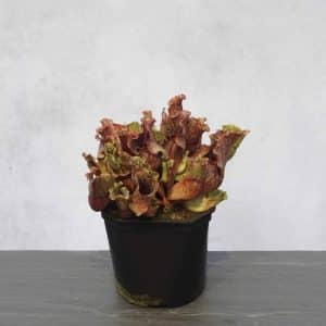 Sarracenia purpurea ssp. venosa Wavy Lid, ex W. Woehrle, 12-14 cm