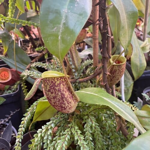 eN80FNzixY5ZisJ7tjbu.jpg eN80FNzixY5ZisJ7tjbu.jpg