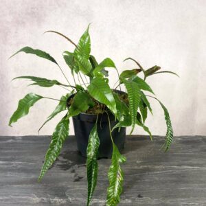 Selliguea feei (Syn. Polypodium vulcanum)