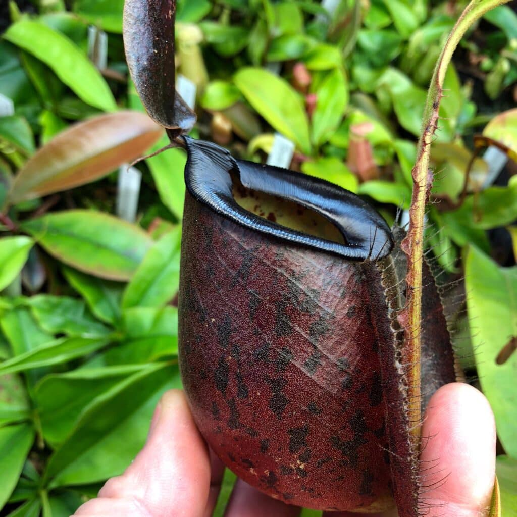 carnivorsandmore &ndash; Deine Quelle für seltene Pflanzen