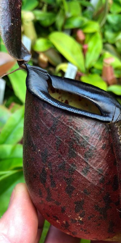 Carnivorsandmore – deine quelle für seltene pflanzen