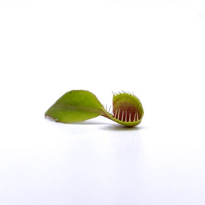 Dionaea muscipula "Cup Trap"