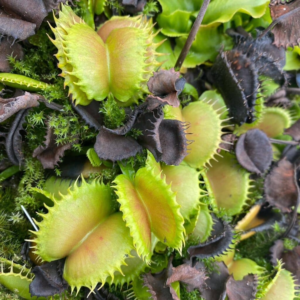 Dionaea muscipula ''CK Erzuliae''
