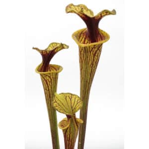 Sarracenia flava var. ornata, Miramar, Broward Co., Fl