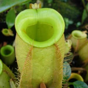 Nepenthes ampullaria "Green Giant", Tayeve, unrooted cutting, 30-40 cm