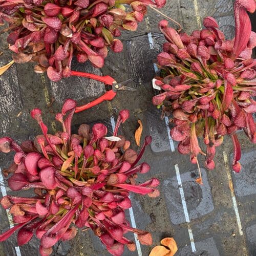 ebyl4lRsJmBUG9KdTufh.jpg ebyl4lRsJmBUG9KdTufh.jpg