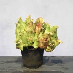 Sarracenia purpurea ssp. venosa var. burkei f. luteola x burkei "Veinless"