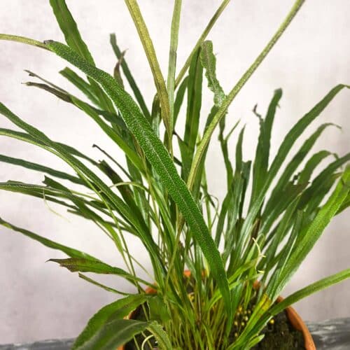 epPhGr8B7SdDmqLhvMSU.jpg epPhGr8B7SdDmqLhvMSU.jpg