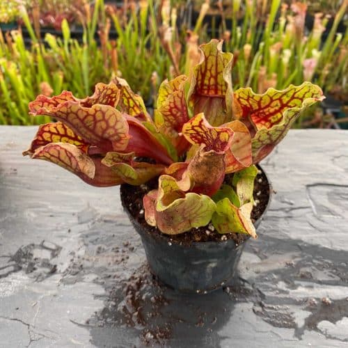 ewFftfe2xsGI8ROrvVXa.jpg ewFftfe2xsGI8ROrvVXa.jpg