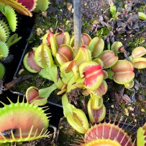 carnivorsandmore – Deine Quelle für seltene Pflanzen Dionaea muscipula "CK Granma"
