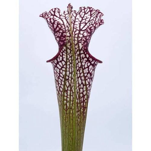 f1z0jKWVSUqx21mXpe4F.jpg f1z0jKWVSUqx21mXpe4F.jpg