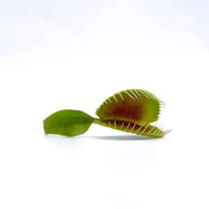 Dionaea muscipula "pluto #17"