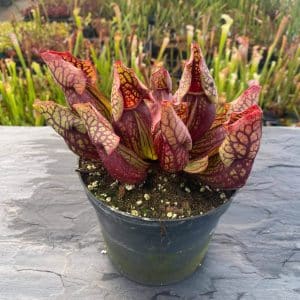 Sarracenia purpurea ssp. venosa var. montana Transylvania Co., 8-10 cm