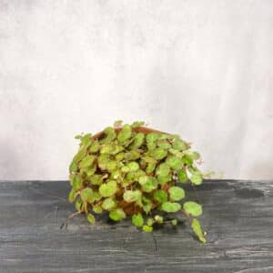 Begonia lichenora