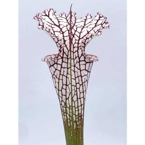 f8472qXMvynN6UGFi25K.jpg f8472qXMvynN6UGFi25K.jpg