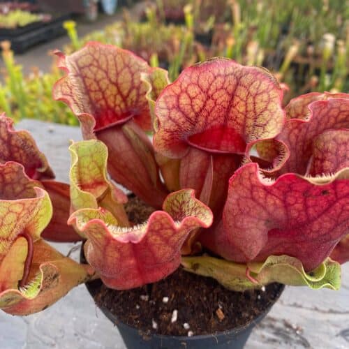 f8VF1Hd9kNvxC2YXahl4.jpg f8VF1Hd9kNvxC2YXahl4.jpg