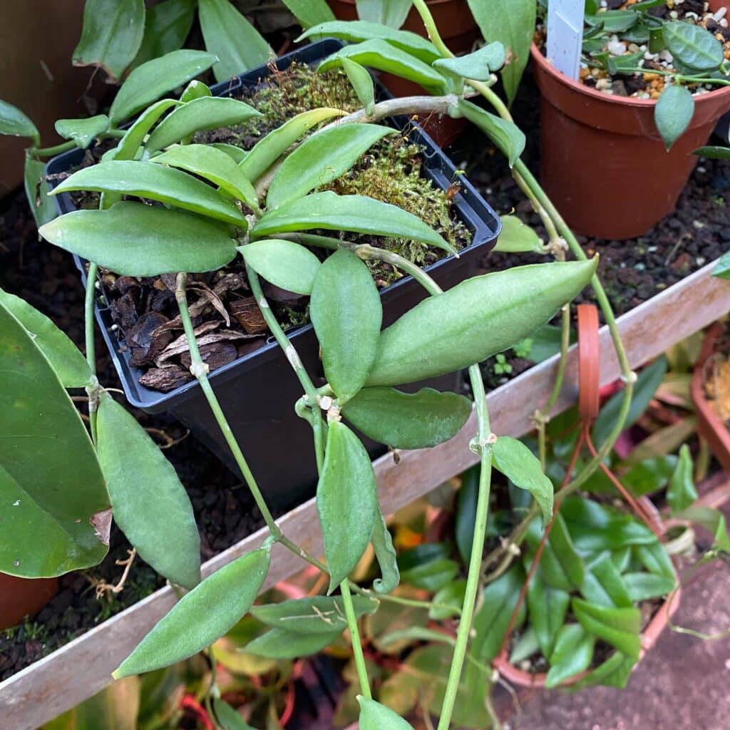 carnivorsandmore – Deine Quelle für seltene Pflanzen Dischidia kerrii