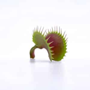 Dionaea muscipula "Shark Teeth"