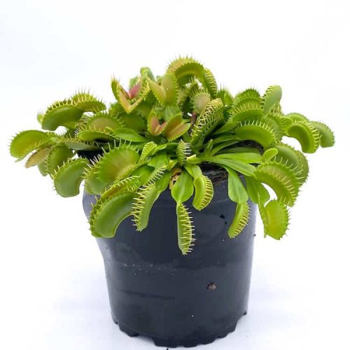 fObMqTT753XL3ovKu36S.jpg fObMqTT753XL3ovKu36S.jpg