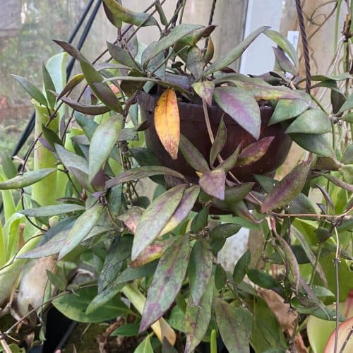 fSTmWmZt7RPKSvt9z8G9.jpg fSTmWmZt7RPKSvt9z8G9.jpg