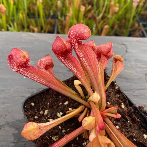 fTtsVWhz2xfM1cd8GeP9.jpg fTtsVWhz2xfM1cd8GeP9.jpg