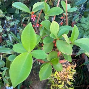 Pachycentria succulenta