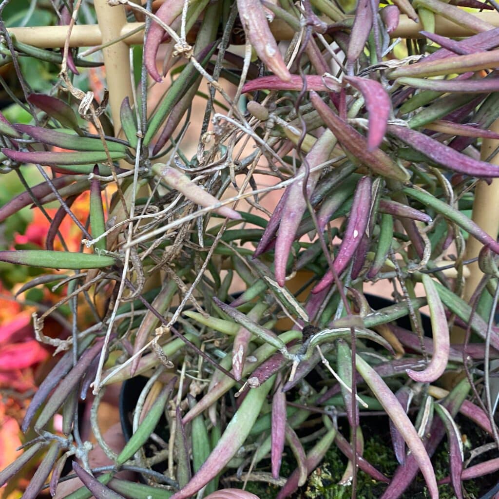 carnivorsandmore – Deine Quelle für seltene Pflanzen Dischidia bengalensis, small red form