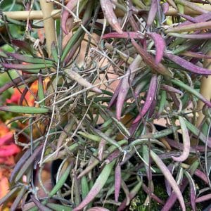 Dischidia bengalensis, small red form
