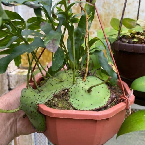 ffiCkbmXWhD6seUoBF81.jpg ffiCkbmXWhD6seUoBF81.jpg