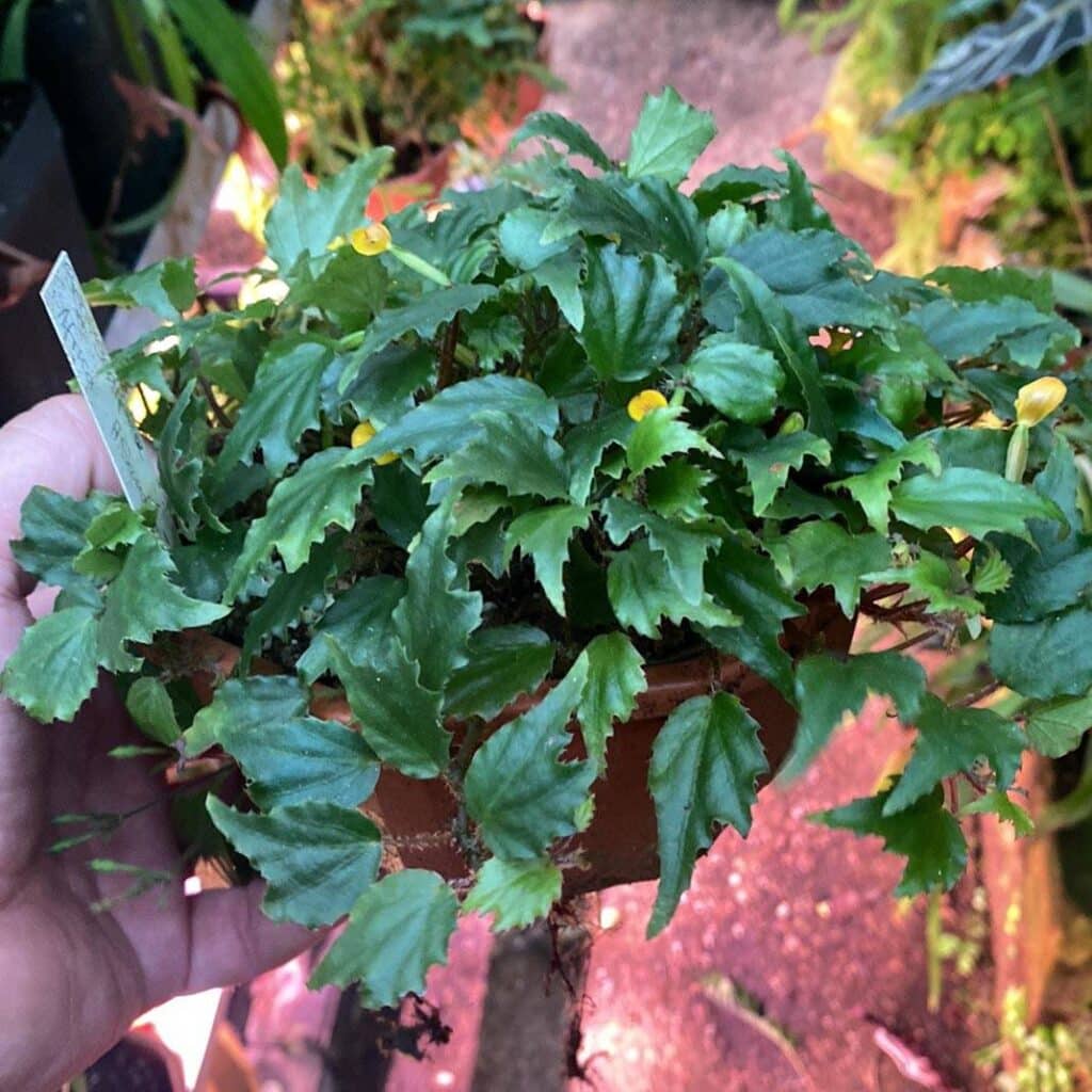 carnivorsandmore – Deine Quelle für seltene Pflanzen Begonia prismatoscapa
