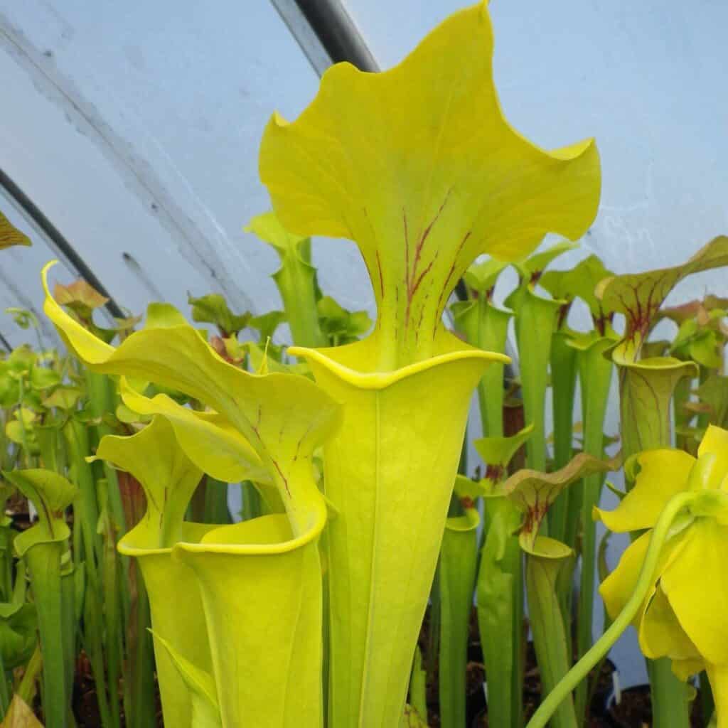 carnivorsandmore &ndash; Deine Quelle für seltene Pflanzen