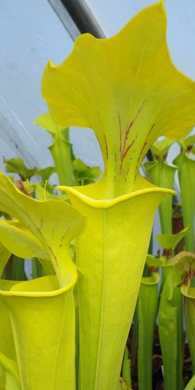 Carnivorsandmore – deine quelle für seltene pflanzen