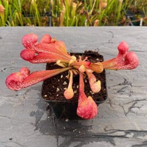 Sarracenia psittacina var. okefenokeensis, Lee's Botanical Garden #3