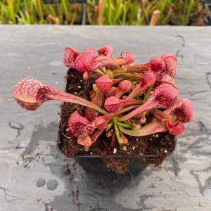 Sarracenia psittacina, Blackwater State forest, Bear Lake, Fl. # 20