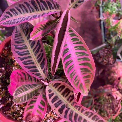 g7SY3MJAm01rzI5DJWEI.jpg g7SY3MJAm01rzI5DJWEI.jpg