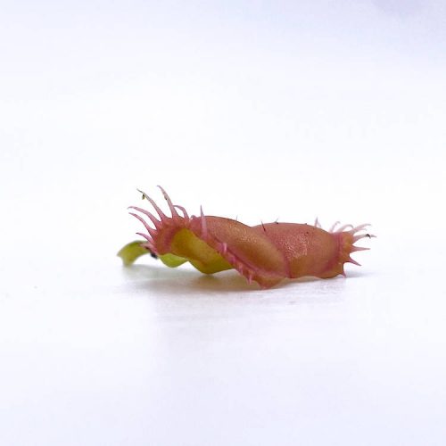 gCYro06LKAuJ9eODrouN-1.jpg