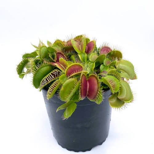 gDg8hI6D9Arz8NEjcSk6-1.jpg gDg8hI6D9Arz8NEjcSk6-1.jpg