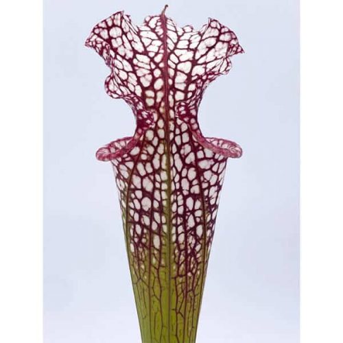 gEmisjBRGaAIuIhFX4gu.jpg gEmisjBRGaAIuIhFX4gu.jpg