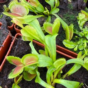 Dionaea musipula "Lunatic Fringe"